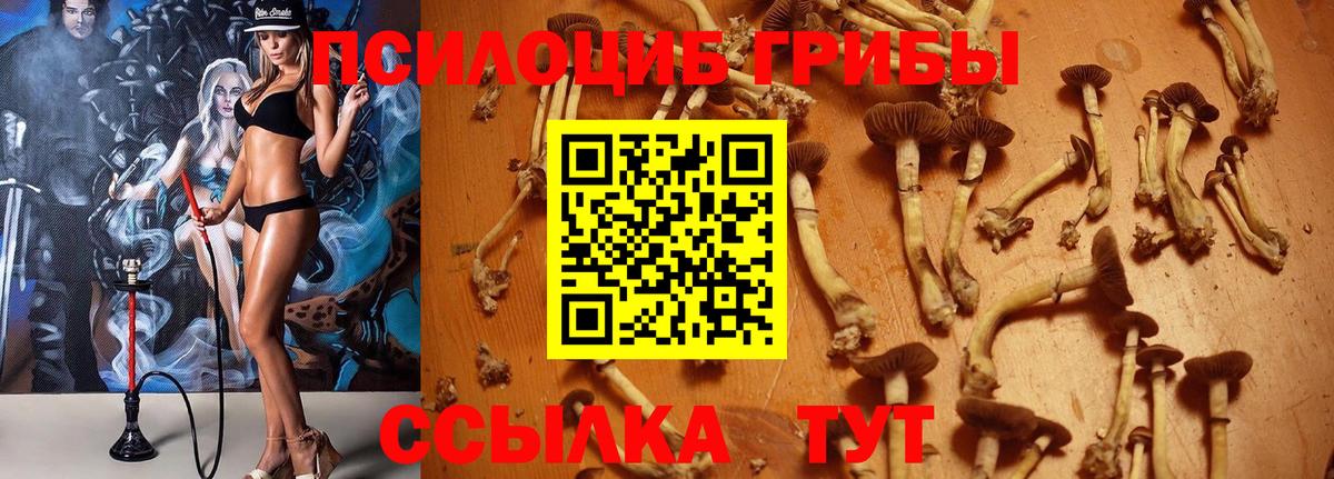 Сорочинск  Псилоцибиновые грибы Magic Shrooms  Галлюциногенные грибы Cubensis  закладка  Вход с VPN 